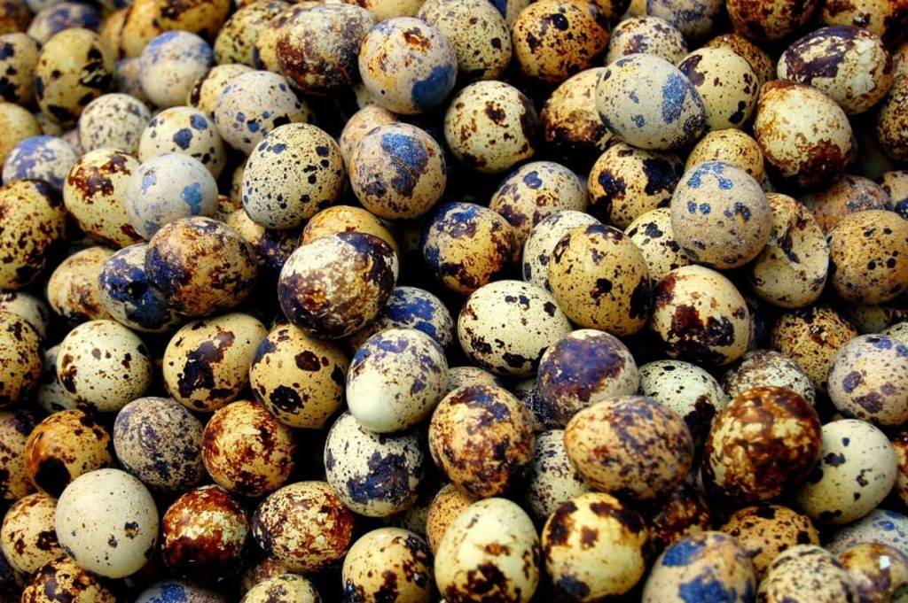 A multitude of quail eggs