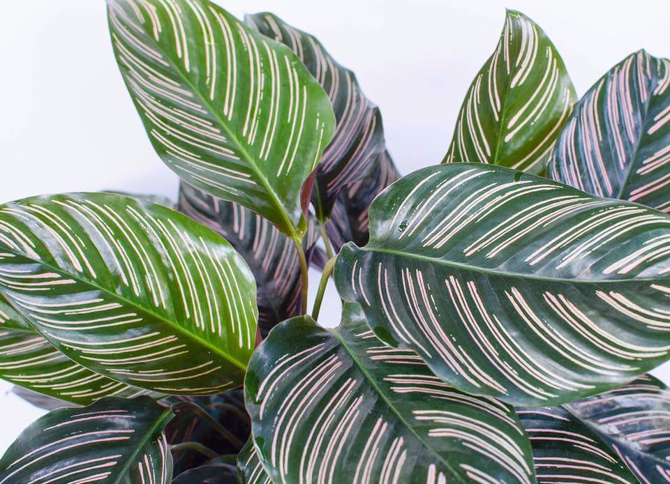 Calathea is a great indoor plant