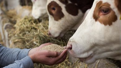 livestock nutrition