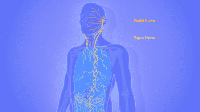 vagus nerve
