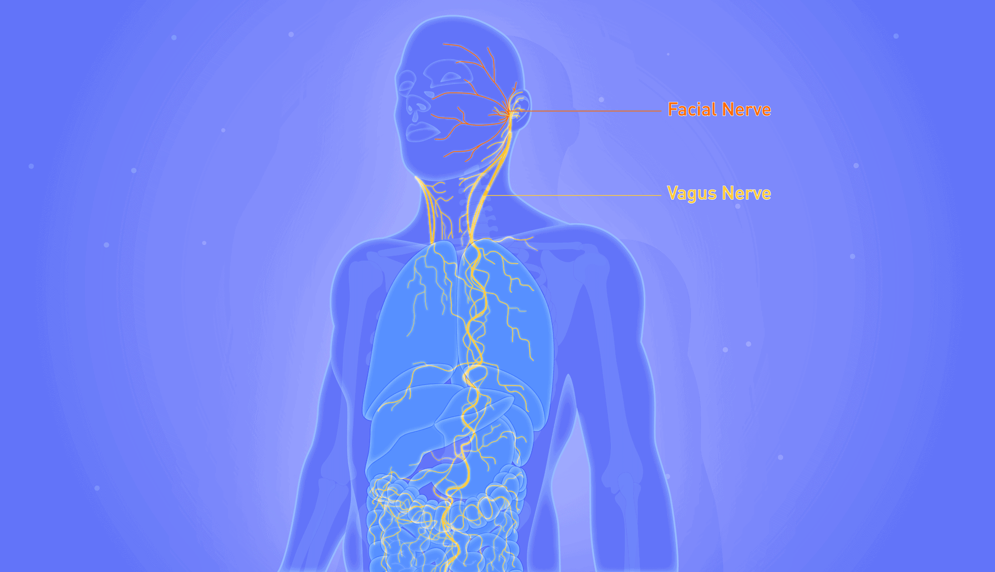 vagus nerve